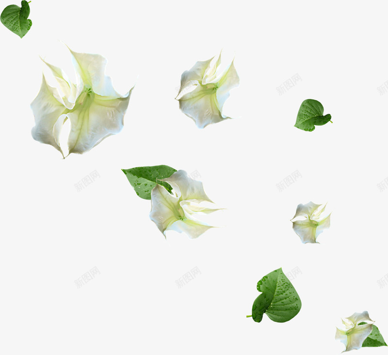 漂浮的白色花朵png免抠素材_88icon https://88icon.com 叶子 喇叭花 灯笼花 生物世界 白色花 花朵 花朵叶子 花草