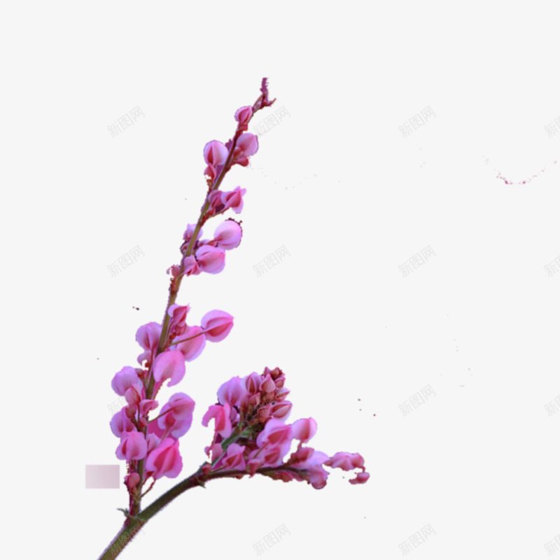 唯美粉红色花psd免抠素材_88icon https://88icon.com 唯美 春节 暖风 桃花 粉红色