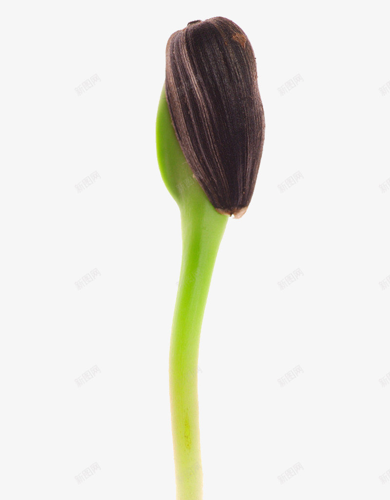 发芽的瓜子png免抠素材_88icon https://88icon.com 健康 健康饮食 关爱环境 烹饪 爱护 瓜子壳 生命 绿色环境 菜牙 菜苗