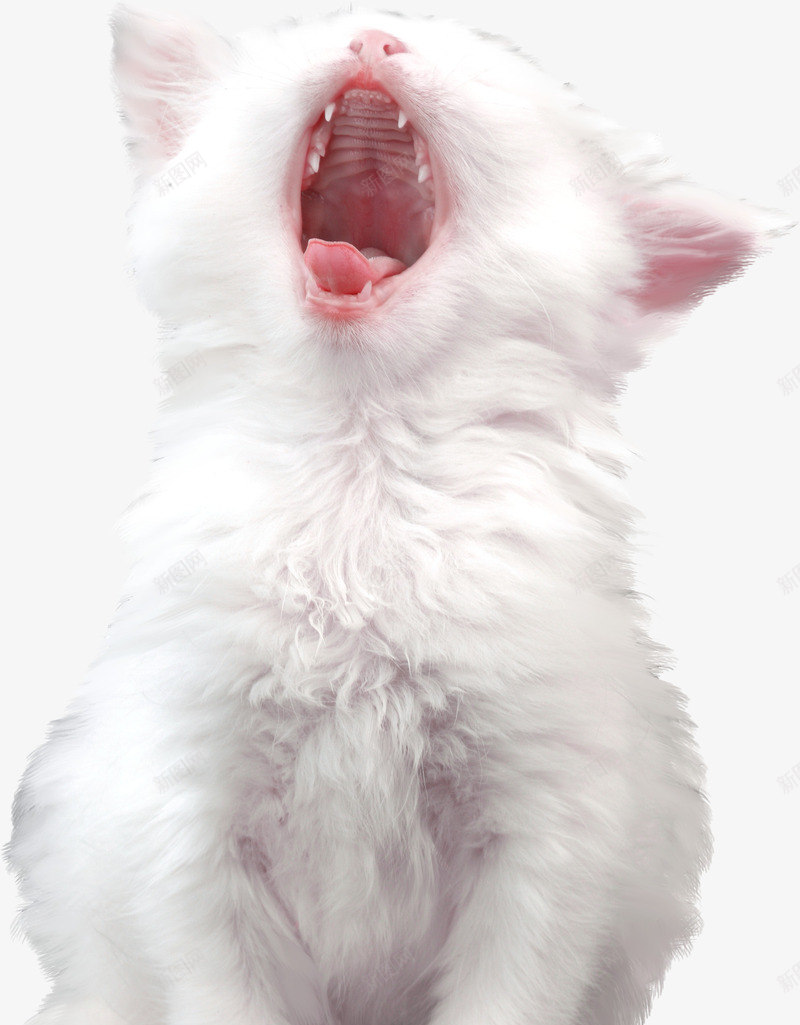 打哈欠的小猫png免抠素材_88icon https://88icon.com 动物 实物 小猫 小猫咪 打哈欠的小猫 猫咪