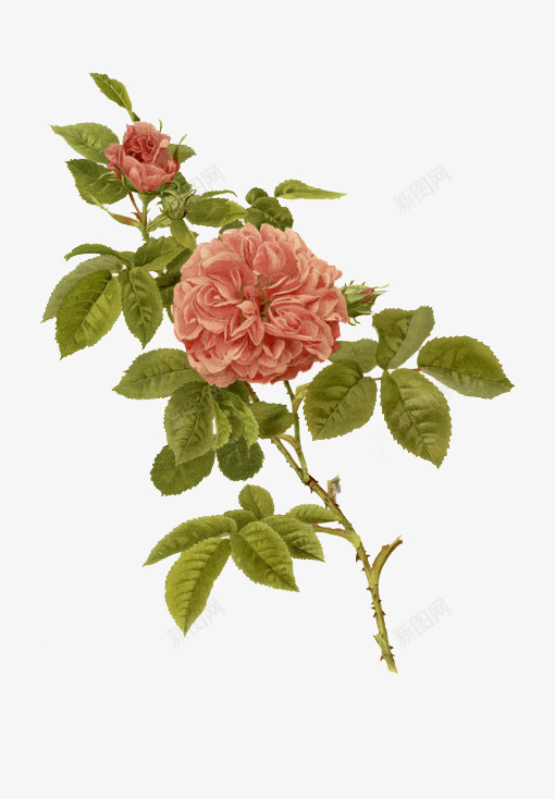 植物手绘美丽花朵png免抠素材_88icon https://88icon.com 植物 美丽 花朵