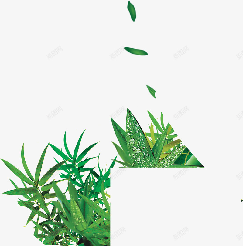 竹子竹叶png免抠素材_88icon https://88icon.com 竹叶 竹子 素材