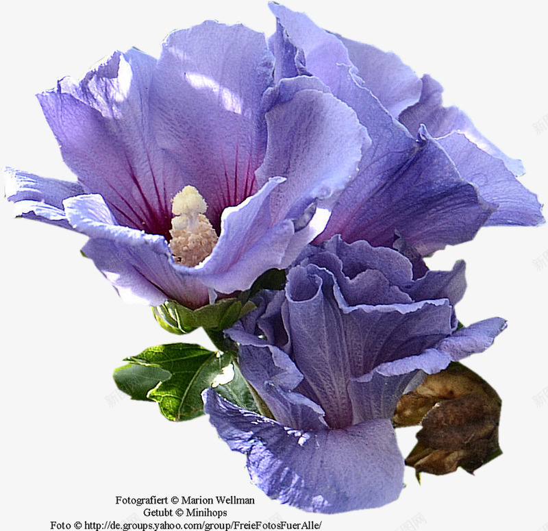 庆典花卉花草图案png免抠素材_88icon https://88icon.com 手绘装饰图片 水彩花卉 水彩花卉素材 矢量花草素材 线描花卉 花草插画 花草画