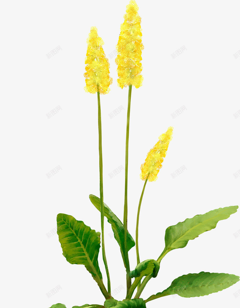 庆典花卉唯美花草png免抠素材_88icon https://88icon.com 花卉素材 花卉设计 花卉设计素材 花草矢量素材 装饰图片 装饰图片素材 鲜花花卉