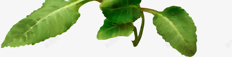 庆典花卉唯美花草png免抠素材_88icon https://88icon.com 花卉素材 花卉设计 花卉设计素材 花草矢量素材 装饰图片 装饰图片素材 鲜花花卉