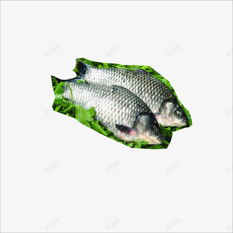 生鲜鱼png免抠素材_88icon https://88icon.com 生鲜 生鲜素材 超市生鲜 食品 鱼