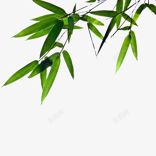 绿色竹子图psd免抠素材_88icon https://88icon.com 竹叶 竹子 绿 绿色