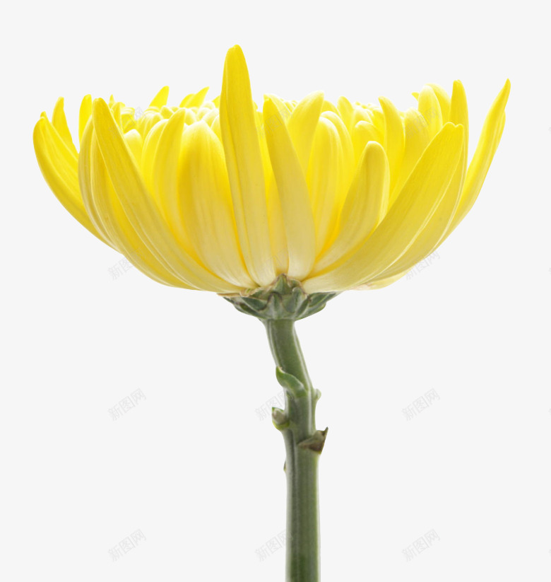 植物秋季黄色花朵小清新png免抠素材_88icon https://88icon.com 植物 清新 秋季 花朵 黄色
