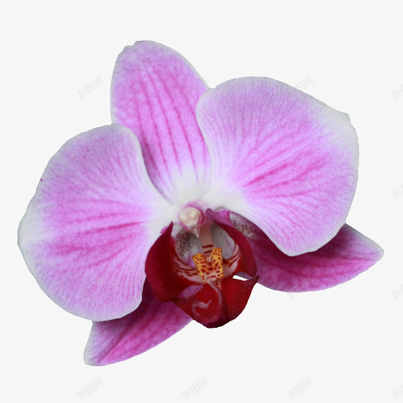 庆典花卉手绘花朵png免抠素材_88icon https://88icon.com 唯美背景图片 手绘花朵 背景 花卉图案 鲜花花卉