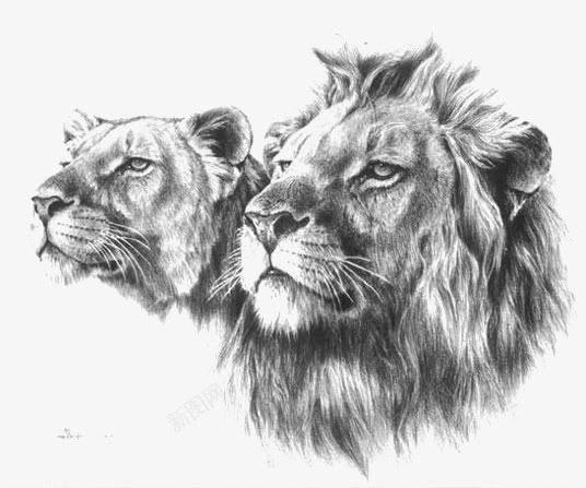 手绘雄狮png免抠素材_88icon https://88icon.com 公狮子 动物 狮子插画 素描狮子 非洲狮子 黑白