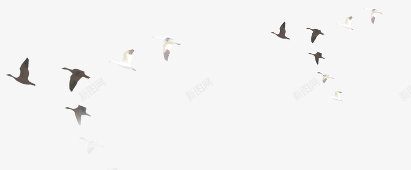 飞鸟大雁png免抠素材_88icon https://88icon.com 创意 动物 大雁 大雁插画 大雁装饰 海鸥 燕子 白色 设计感 雁群 飞鸟 鸟 黑色