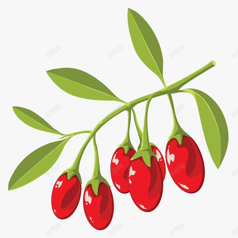 新鲜枸杞插画矢量图ai免抠素材_88icon https://88icon.com 免抠PNG 叶子 新鲜枸杞矢量插画 枸杞 浆果 秋季养生 矢量图