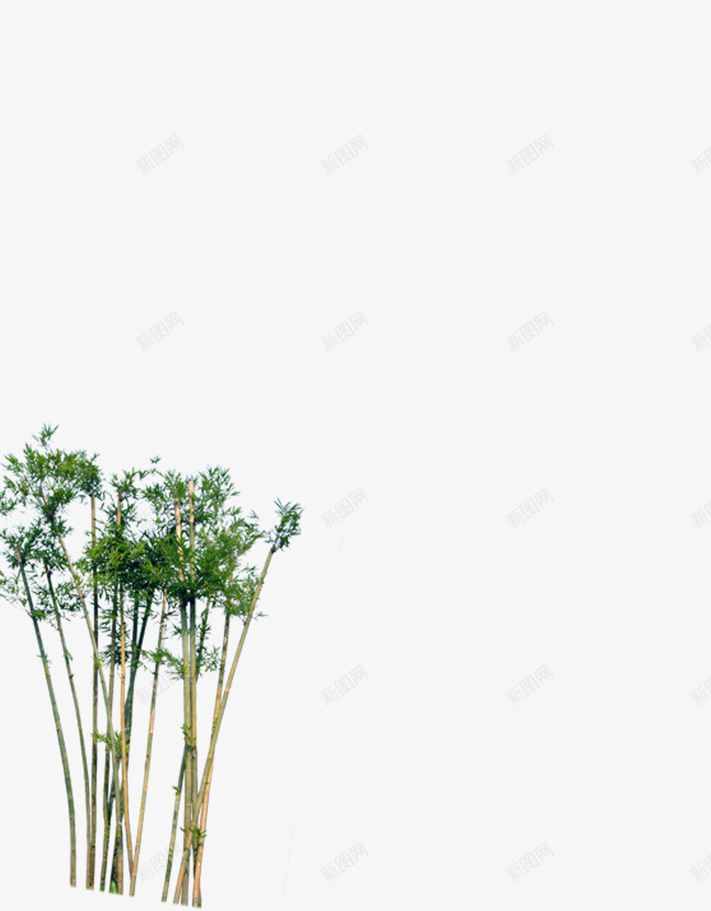 装饰图案竹子png免抠素材_88icon https://88icon.com 专用 中式风格 天猫 房产 淘宝 电商 竹子