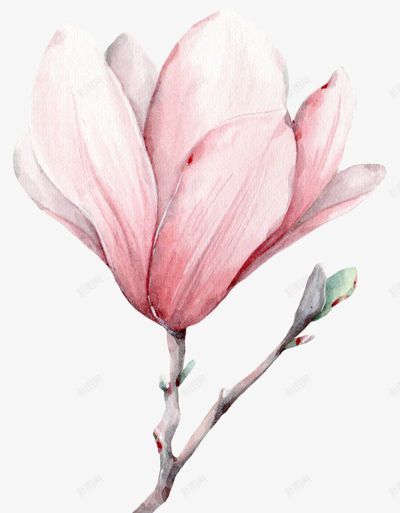 手绘粉色的小清新花朵png免抠素材_88icon https://88icon.com 创意 卡通手绘 小清新 树枝 水彩 玉兰花 粉色 花朵