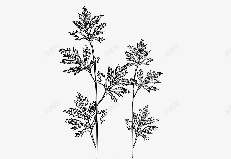 卡通手绘中草药绞股蓝png免抠素材_88icon https://88icon.com 中医标志 中草药 中药保健 中药养生 中药材 中药药店 免抠 卡通插画 手绘中药材 绞股蓝