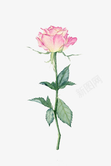 卡通手绘粉色月季花png免抠素材_88icon https://88icon.com 卡通 情人节 手绘 月季花 玫瑰花 粉色 鲜花