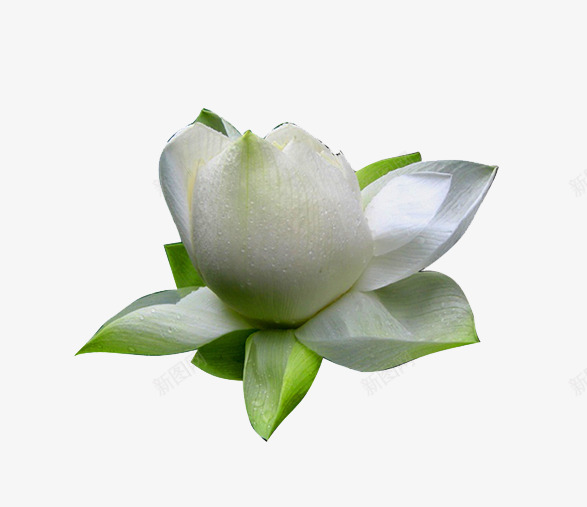 白莲花png免抠素材_88icon https://88icon.com 白莲花 荷花 莲花
