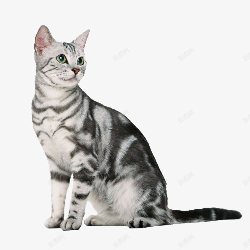 可爱小花猫png免抠素材_88icon https://88icon.com 可爱小猫 小猫 小花猫 灰色小猫 猫咪