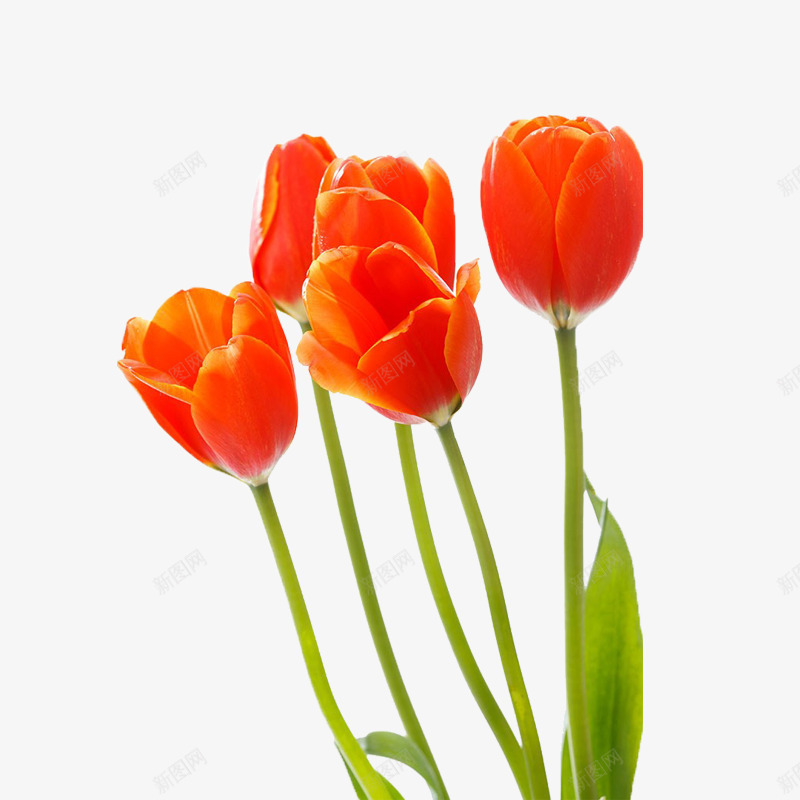 一束鲜艳的郁金香png免抠素材_88icon https://88icon.com 浪漫 清香 红色 郁金香 鲜艳