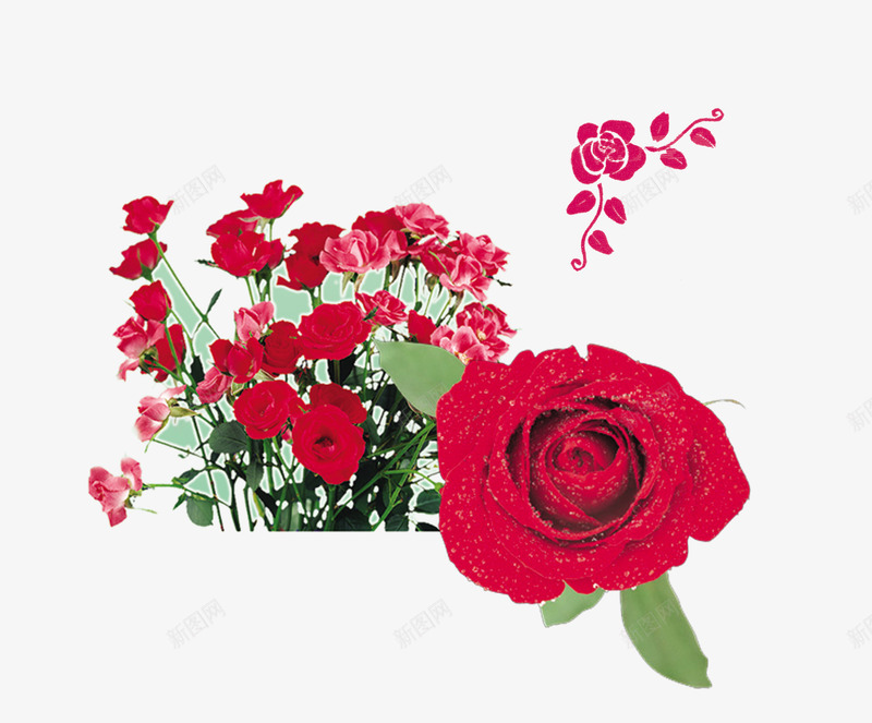 盛开着的鲜艳欲滴的红玫瑰png免抠素材_88icon https://88icon.com 玫瑰 玫瑰花 红玫瑰 鲜花