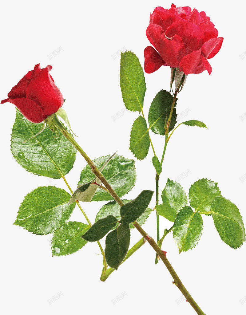 鲜艳的玫瑰花朵png免抠素材_88icon https://88icon.com 玫瑰 花朵 鲜艳