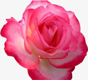 粉白色清新鲜艳花朵png免抠素材_88icon https://88icon.com 清新 粉白色 花朵 鲜艳