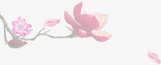 鲜艳盛开花png免抠素材_88icon https://88icon.com 盛开 素材 鲜艳
