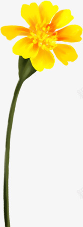 手绘水彩黄色鲜艳花朵png免抠素材_88icon https://88icon.com 水彩 花朵 鲜艳 黄色