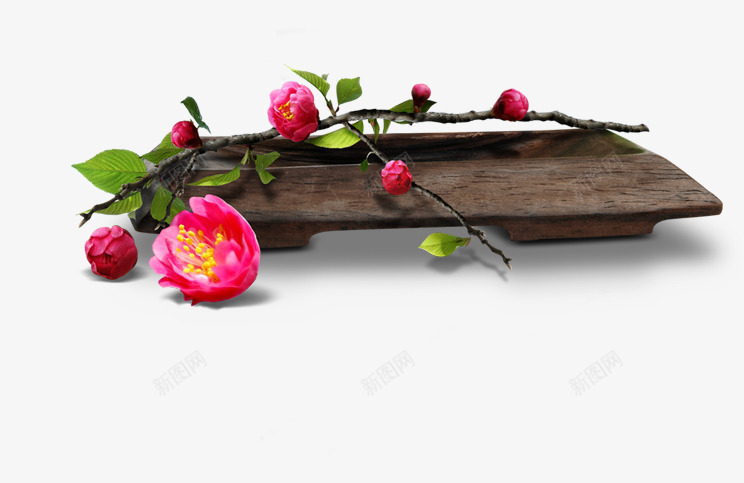 鲜艳的灵芝花png免抠素材_88icon https://88icon.com 中药 产品实物 灵芝花