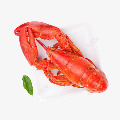 澳龙png免抠素材_88icon https://88icon.com 新鲜 澳龙 美味 美味食品 龙虾