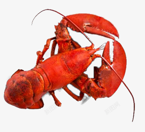 加拿大进口波士顿龙虾png免抠素材_88icon https://88icon.com 波士顿龙虾 海产品 美食 龙虾