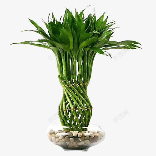 植物花草线描花卉png免抠素材_88icon https://88icon.com 手绘花卉素材 水彩花卉 线描花草 花卉矢量 花卉矢量素材 花草ps素材 鲜花花卉