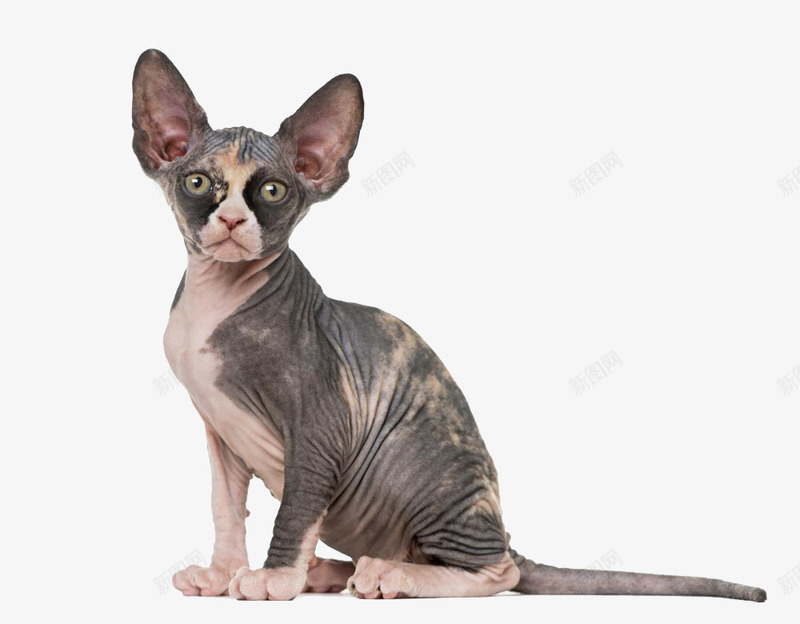 大耳朵无毛猫png免抠素材_88icon https://88icon.com 免费素材 无毛 猫咪 耳朵