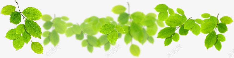 绿色清爽卡通树叶美景装饰png免抠素材_88icon https://88icon.com 卡通 树叶 清爽 绿色 美景 装饰