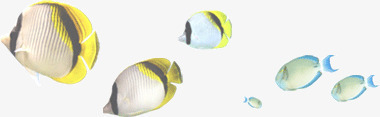 可爱热带鱼群png免抠素材_88icon https://88icon.com 可爱 热带鱼 鱼群