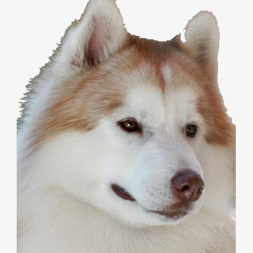 黄色阿拉斯加犬png免抠素材_88icon https://88icon.com 大型 阿拉斯加 雪地 雪橇犬