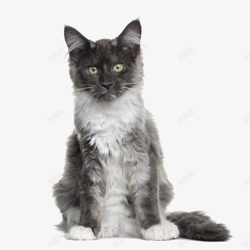 长胡须的立耳猫png免抠素材_88icon https://88icon.com 动物 灰白色 猫咪 立耳