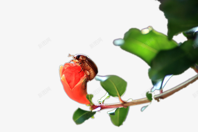 石榴花摄影png免抠素材_88icon https://88icon.com 昆虫 景深 石榴花 红色