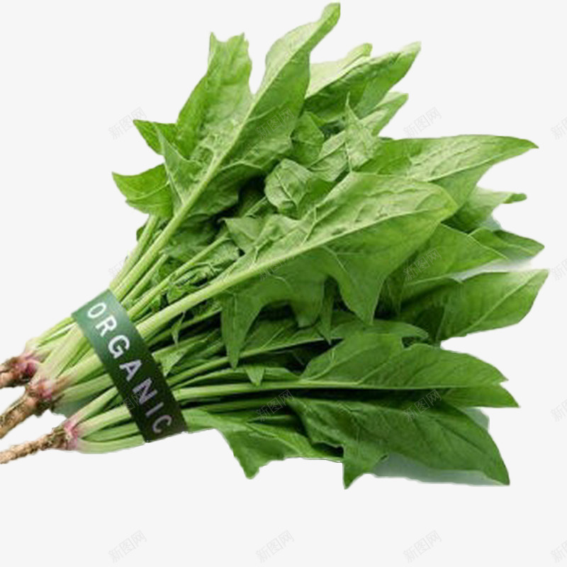 清爽菠菜蔬菜png免抠素材_88icon https://88icon.com 产品实物 美食 菠菜 蔬菜 青菜 食材