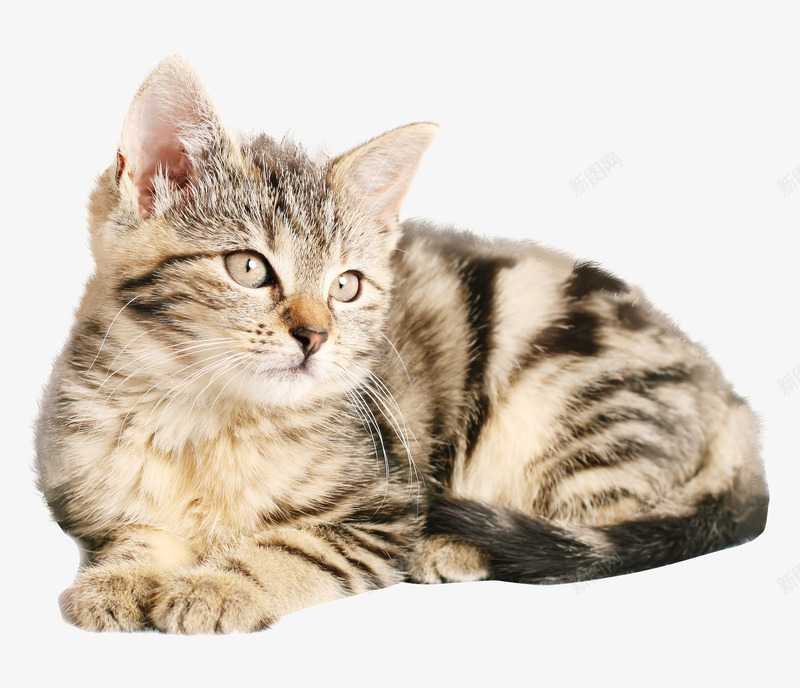 蹲在地上的猫咪png免抠素材_88icon https://88icon.com 可爱猫咪 可爱猫猫 猫咪 花斑猫 虎斑猫 蹲在地上