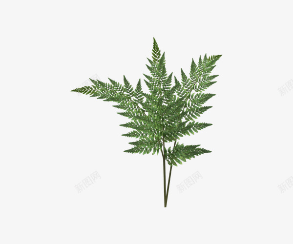 绿色灌木丛png免抠素材_88icon https://88icon.com 实物 植物 灌木丛 绿色