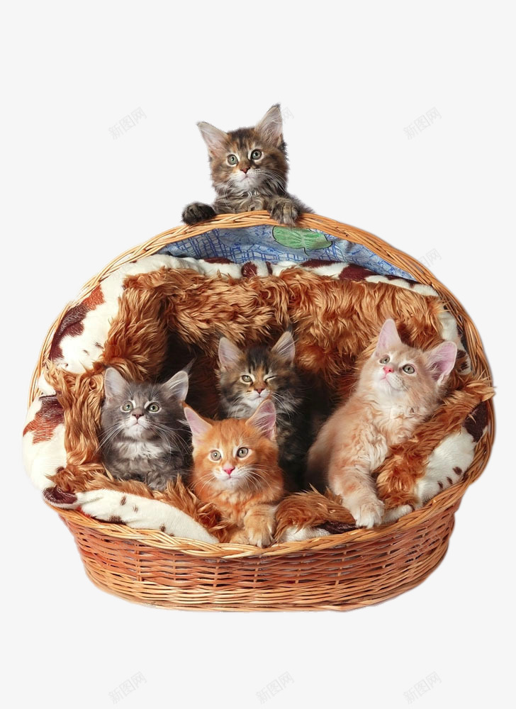 创意篮子里的猫咪png免抠素材_88icon https://88icon.com png图片 png图片素材 免费png 免费png元素 创意 动物 猫咪 篮子 高清免费png素材