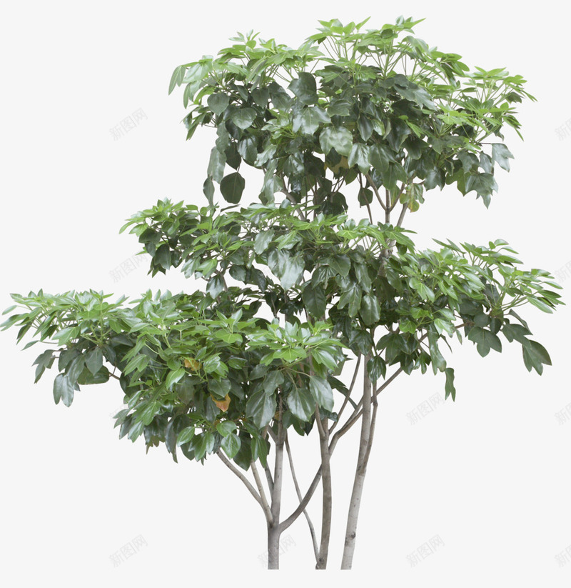 摄影绿色的树木造型png免抠素材_88icon https://88icon.com 摄影 树木 绿色 设计 造型