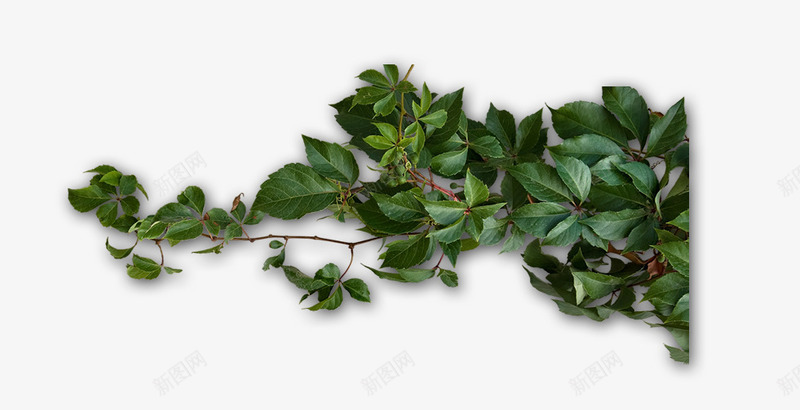 叶子树叶花植物造型png免抠素材_88icon https://88icon.com 叶子 树叶 植物造型 花
