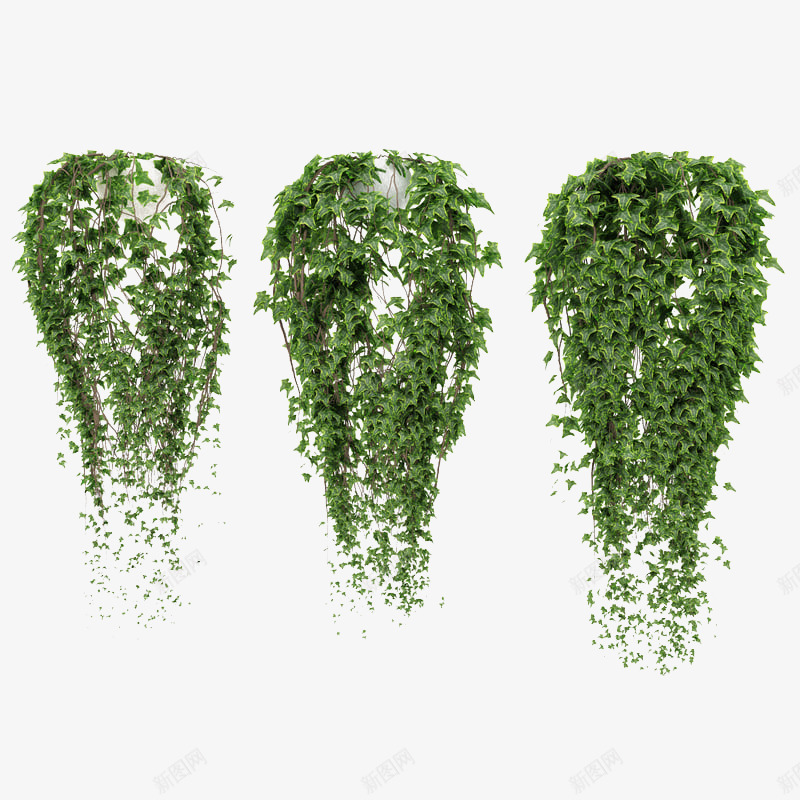 三盆藤蔓鲜草绿色垂吊植物png免抠素材_88icon https://88icon.com 三盆藤蔓鲜草绿色垂吊植物 垂吊 垂吊植物 植物 绿色植物 鲜草