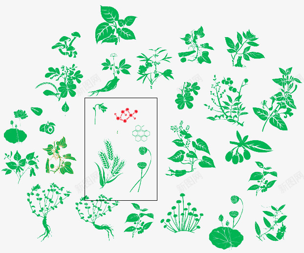 手绘绿色植物元素png免抠素材_88icon https://88icon.com 人参 手绘植物 植物 植物边框 绿色