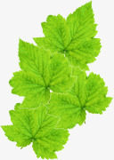 绿色清爽树叶美景风光png免抠素材_88icon https://88icon.com 树叶 清爽 绿色 美景 风光