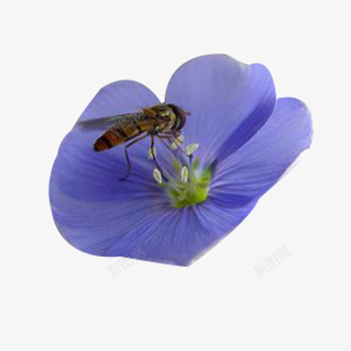 亚麻籽花与蜜蜂png免抠素材_88icon https://88icon.com 亚麻籽花 亚麻籽花与蜜蜂图片素材免费下载 昆虫 植物 花卉 花朵 蜜蜂