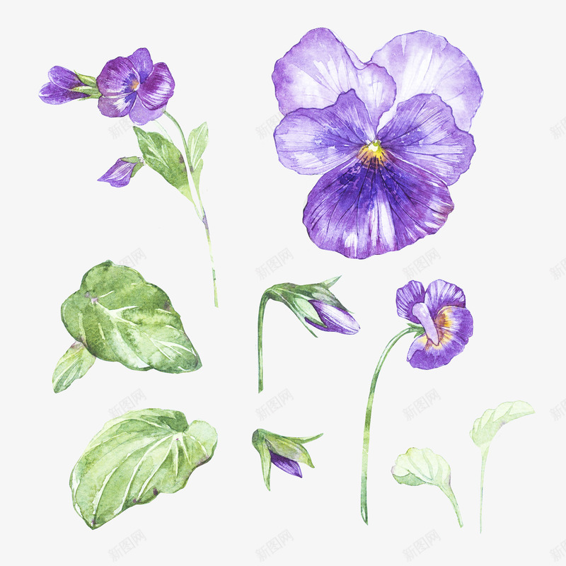 喇叭花图案png免抠素材_88icon https://88icon.com 叶子 喇叭花 桔梗 紫色 绿色 花骨朵 装饰