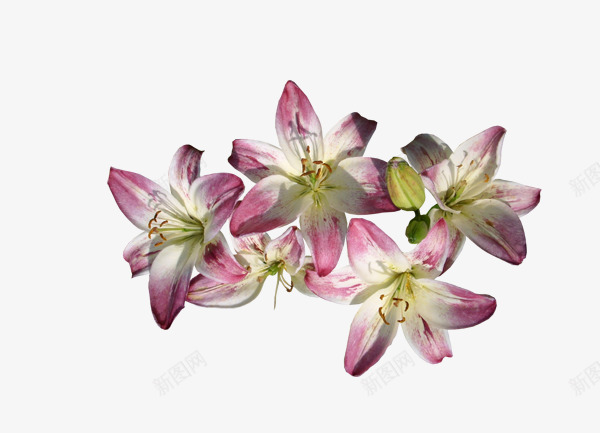 百合花手绘图png免抠素材_88icon https://88icon.com 粉色百合装饰花 装饰元素 装饰花朵